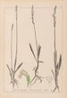 Herbier af den franske flora Pl0993 - Louis Antoine Cusin — visning af kunstværket