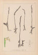 Herbier af den franske flora Pl0994 - Louis Antoine Cusin — visning af kunstværket