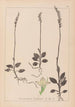 Herbier de la flore française Pl0995 - Louis Antoine Cusin — visning af kunstværket