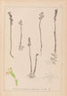 Herbier de la flore française Pl0996 - Louis Antoine Cusin — visning af kunstværket