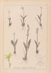 Herbier de la flore française Pl0997 - Louis Antoine Cusin — visning af kunstværket