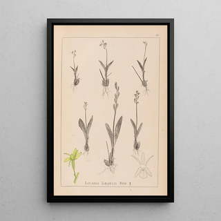 Louis Antoine Cusin - Herbier de la flore franaise Pl0997.webp
