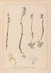 Herbier de la flore française Pl0999 - Louis Antoine Cusin — visning af kunstværket