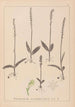 Herbier de la flore française Pl1000 - Louis Antoine Cusin — visning af kunstværket
