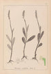 Herbier af den franske flora Pl1001 - Louis Antoine Cusin — visning af kunstværket