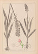 Herbier de la flore française Pl1002 - Louis Antoine Cusin — visning af kunstværket