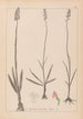 Herbier de la flore française Pl1003 - Louis Antoine Cusin — visning af kunstværket
