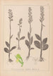 Herbier af den franske flora Pl1004 - Louis Antoine Cusin — visning af kunstværket
