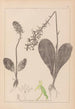 Herbier de la flore française Pl1005 - Louis Antoine Cusin — visning af kunstværket