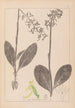 Herbier de la flore française Pl1006 - Louis Antoine Cusin — visning af kunstværket
