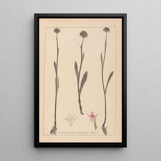 Louis Antoine Cusin - Herbier de la flore franaise Pl1007.webp