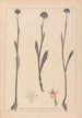 Herbier de la flore française Pl1007 - Louis Antoine Cusin — visning af kunstværket