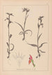 Herbier de la flore française Pl1008 - Louis Antoine Cusin — visning af kunstværket