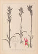 Herbier de la flore française Pl1009 - Louis Antoine Cusin — visning af kunstværket