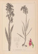 Herbier de la flore française Pl1010 - Louis Antoine Cusin — visning af kunstværket