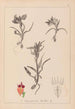 Herbier de la flore française Pl1011 - Louis Antoine Cusin — visning af kunstværket