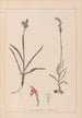 Herbier de la flore française Pl1012 - Louis Antoine Cusin — visning af kunstværket