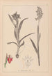 Herbier de la flore française Pl1013 - Louis Antoine Cusin — visning af kunstværket