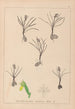 Herbier de la flore française Pl1014 - Louis Antoine Cusin — visning af kunstværket