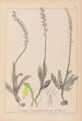 Herbier de la flore française Pl1015 - Louis Antoine Cusin — visning af kunstværket