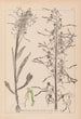 Herbier de la flore française Pl1016 - Louis Antoine Cusin — visning af kunstværket