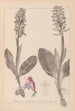 Herbier de la flore française Pl1017 - Louis Antoine Cusin — visning af kunstværket