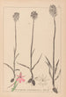 Herbier de la flore française Pl1018 - Louis Antoine Cusin — visning af kunstværket