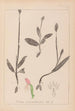 Herbier de la flore française Pl1019 - Louis Antoine Cusin — visning af kunstværket