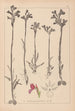 Herbier de la flore française Pl1020 - Louis Antoine Cusin — visning af kunstværket