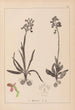 Herbier af den franske flora Pl1021 - Louis Antoine Cusin — visning af kunstværket
