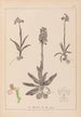 Herbier de la flore française Pl1022 - Louis Antoine Cusin — visning af kunstværket
