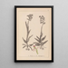 Herbier af den franske flora Pl1023 - Louis Antoine Cusin — indrammet kunstværk på væggen