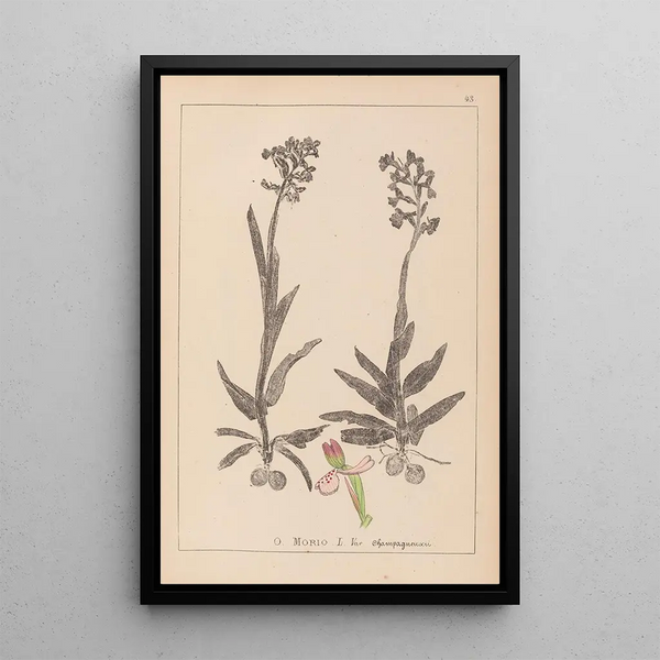 Louis Antoine Cusin - Herbier de la flore franaise Pl1023.webp