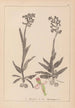 Herbier af den franske flora Pl1023 - Louis Antoine Cusin — visning af kunstværket