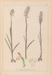 Herbier af den franske flora Pl1024 - Louis Antoine Cusin — visning af kunstværket