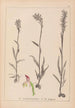 Herbier de la flore française Pl1025 - Louis Antoine Cusin — visning af kunstværket
