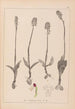 Herbier de la flore française Pl1026 - Louis Antoine Cusin — visning af kunstværket