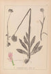 Herbier af den franske flora Pl1027 - Louis Antoine Cusin — visning af kunstværket