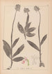 Herbier af den franske flora Pl1028 - Louis Antoine Cusin — visning af kunstværket