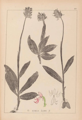 Louis Antoine Cusin - Herbier de la flore franaise Pl1028.webp