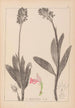 Herbier af den franske flora Pl1029 - Louis Antoine Cusin — visning af kunstværket