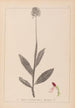 Herbier de la flore française Pl1030 - Louis Antoine Cusin — visning af kunstværket