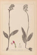 Herbier de la flore française Pl1031 - Louis Antoine Cusin — visning af kunstværket
