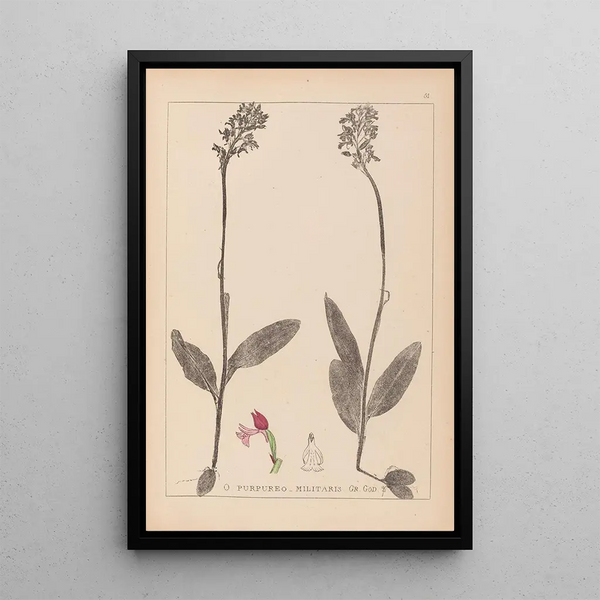 Louis Antoine Cusin - Herbier de la flore franaise Pl1031.webp