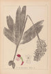 Herbier af den franske flora Pl1032 - Louis Antoine Cusin — visning af kunstværket