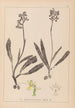 Herbier de la flore française Pl1033 - Louis Antoine Cusin — visning af kunstværket