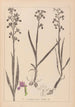 Herbier af den franske flora Pl1034 - Louis Antoine Cusin — visning af kunstværket