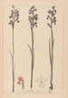 Herbier de la flore française Pl1035 - Louis Antoine Cusin — visning af kunstværket