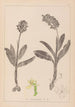 Herbier af den franske flora Pl1036 - Louis Antoine Cusin — visning af kunstværket