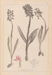 Herbier af den franske flora Pl1037 - Louis Antoine Cusin — visning af kunstværket